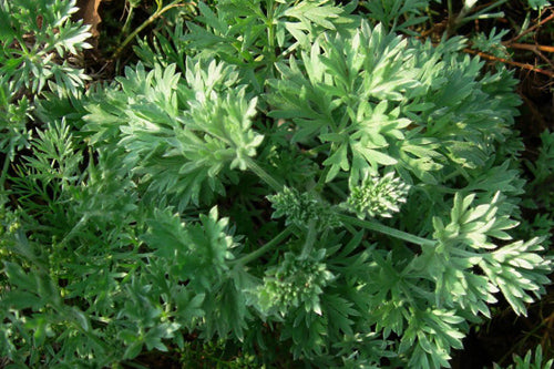 Khám Phá Nhân Trần Hao và Tác Dụng Với Sức Khỏe