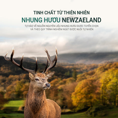 [Donguisam] Viên  Viên An Cung Trầm Hương Nhung Hươu Bổ Hoàn Khí Lực - 60 Viên